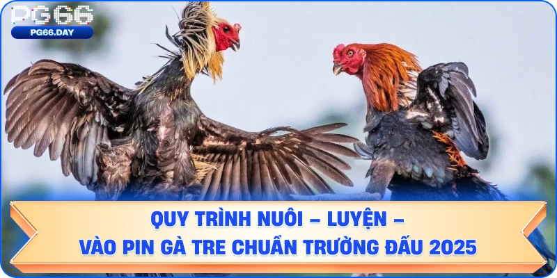QUY TRÌNH NUÔI – LUYỆN – VÀO PIN GÀ TRE CHUẨN TRƯỜNG ĐẤU 2025