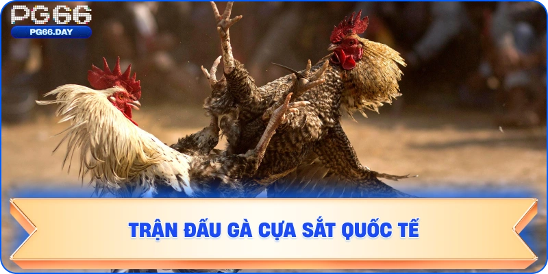 Trận đấu gà cựa sắt quốc tế